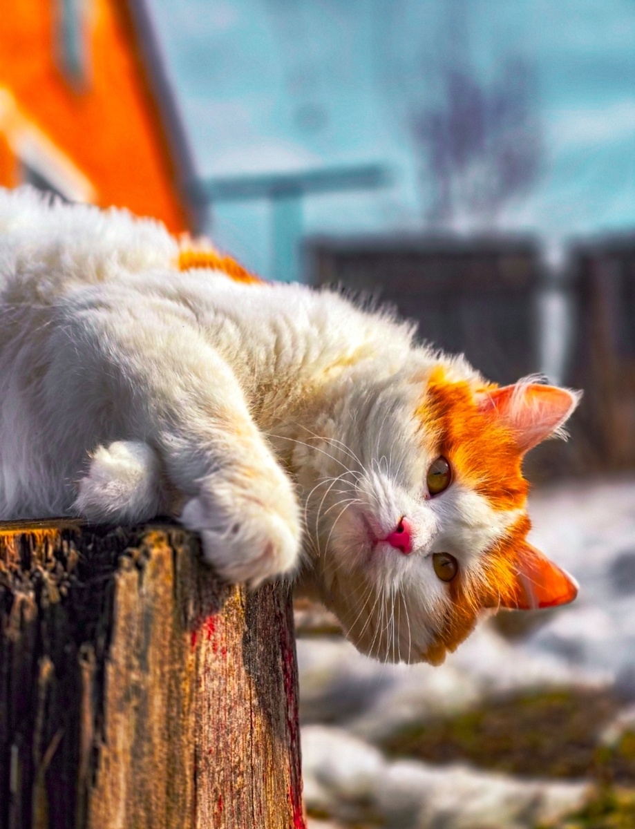 Ксюша гуляет