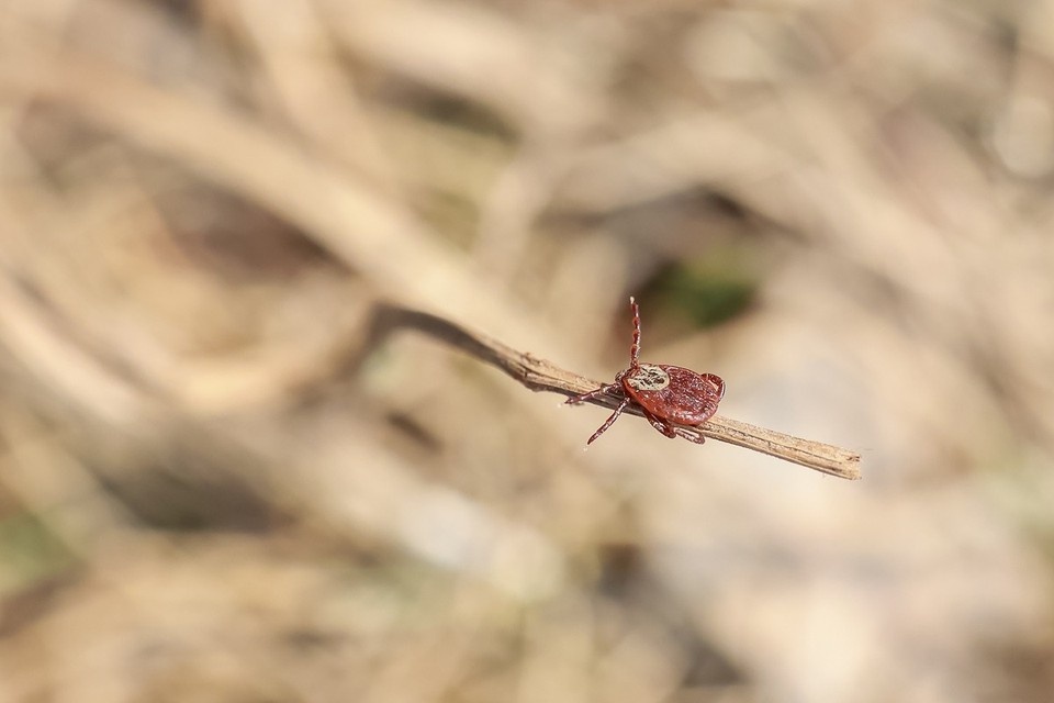    Красноярцам рассказали, куда можно сдать клеща на исследование в 2026 году ЛЕНЦ Мария | Архив КП