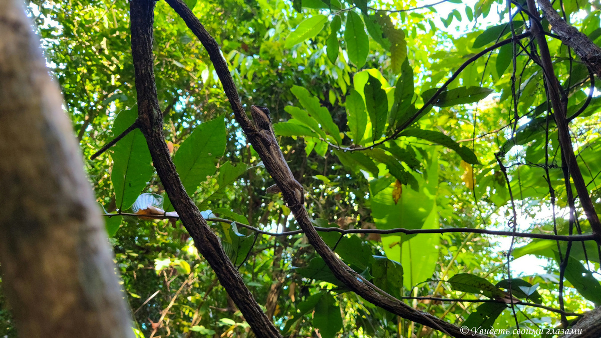 По дороге можно увидеть ящериц