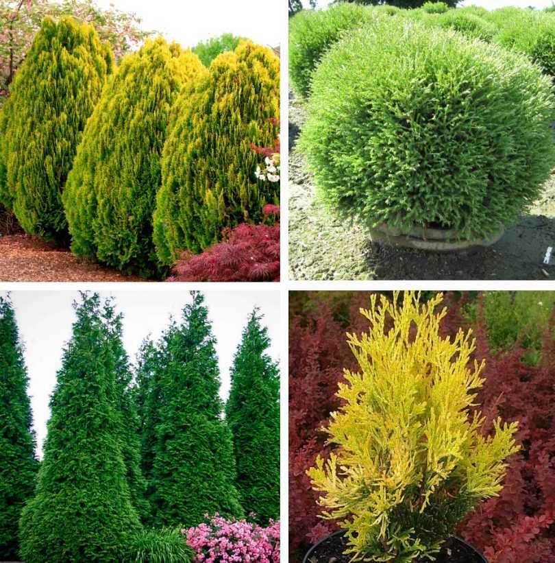 туя западная