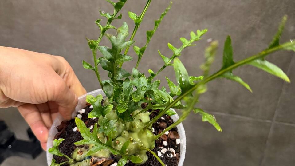 Я сегодня в ударе! Пересажены и накупаны