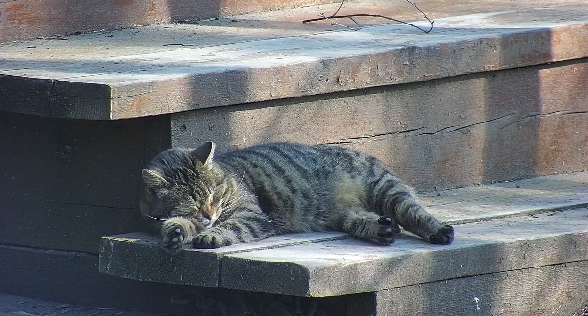 Гаечка отдыхает