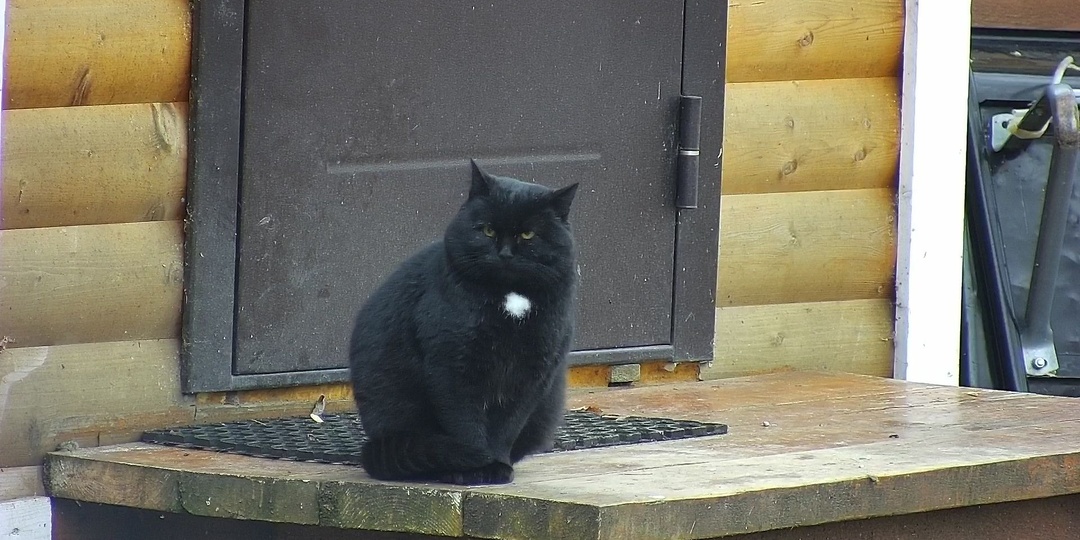 Внезапное исчезновение и счастливое возвращение уличного кота-Уголька