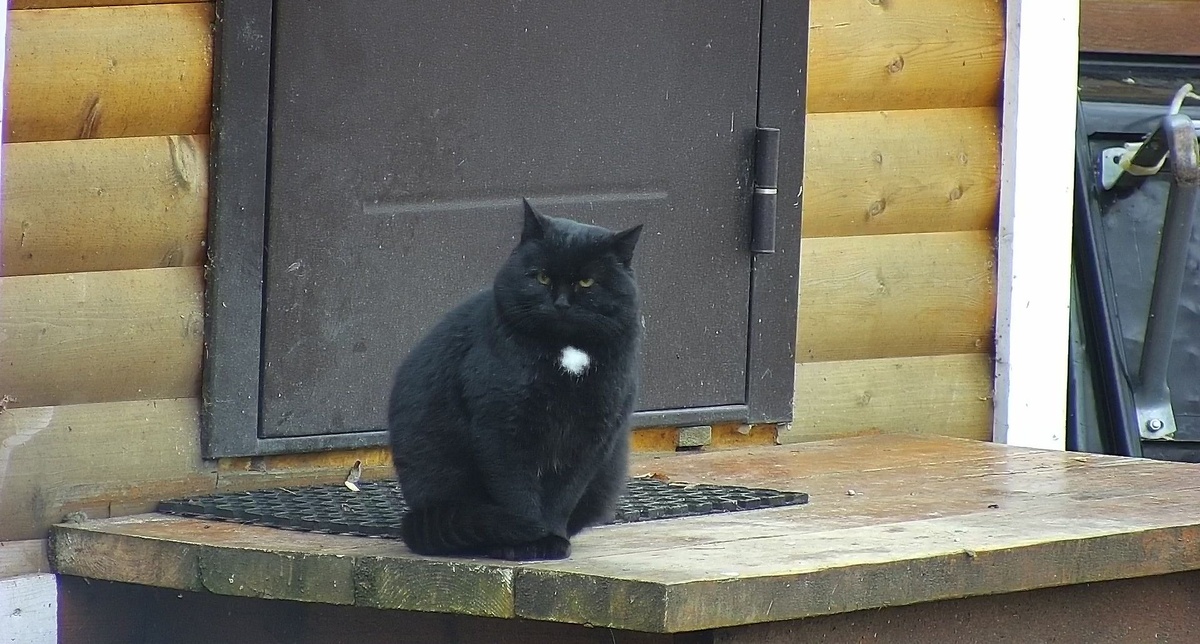 Уголёк в ожидании обеда