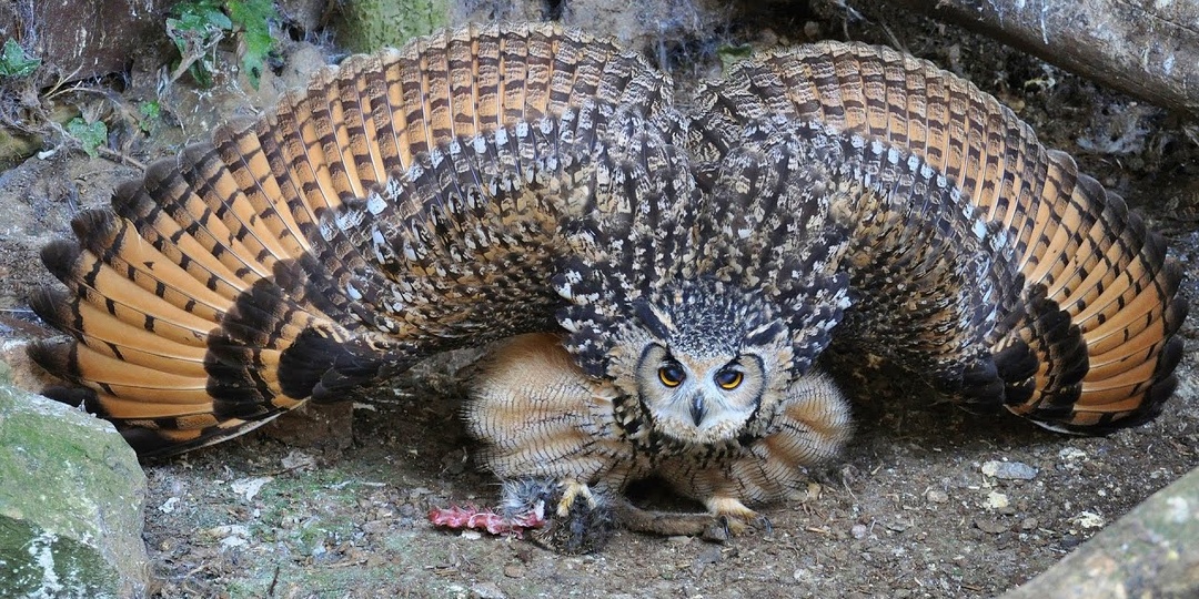 Самые большие совы на планете!