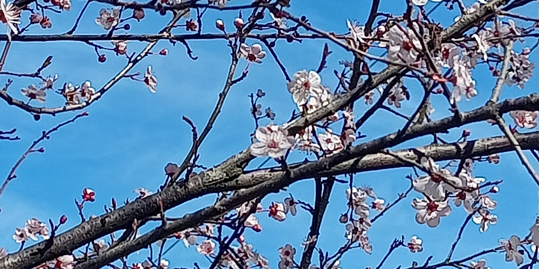 В Сочи зацвела алыча
