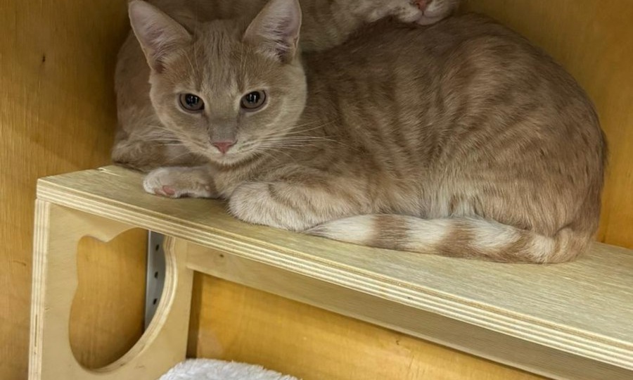 Движуха котиков в пространстве