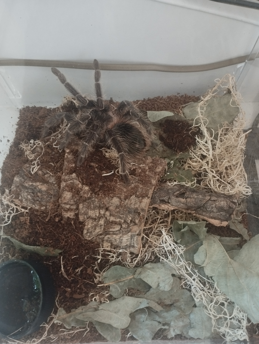 Паучок пережил зиму и радуется весне :) Бразильская Принцеса радуется теплу и влаге)