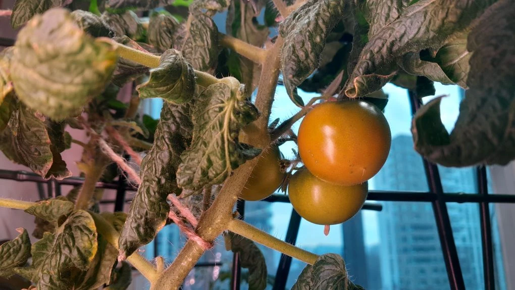 Черри стал темно желтым