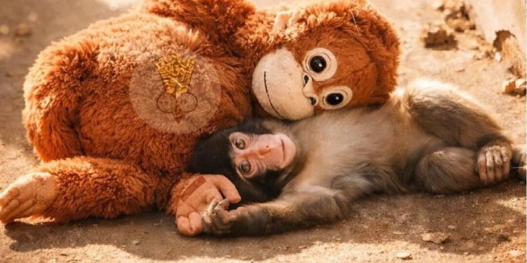 «Удачи, Панч» — соцсети следят за бедами самой одинокой обезьянки в мире