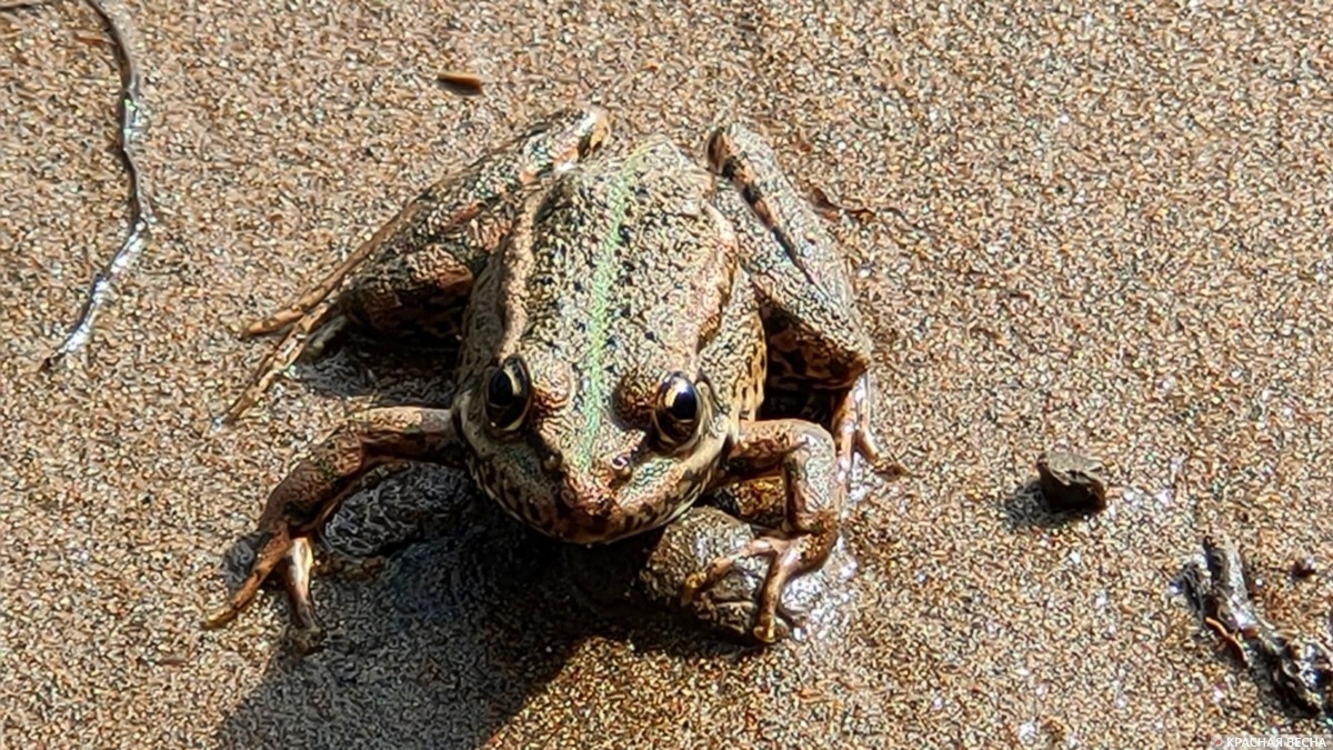     Лягушка   
Павел Редин © ИА Красная Весна