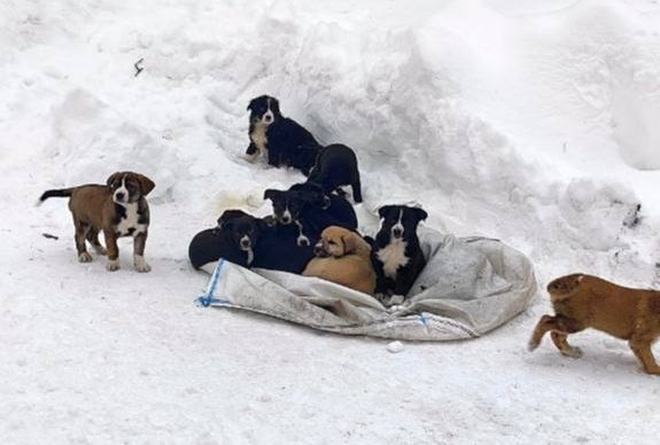    Мешок с 12 живыми щенками выбросили в Нижнем Новгороде