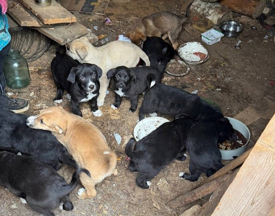    Фото: телеграм-канал «Сострадание НН»