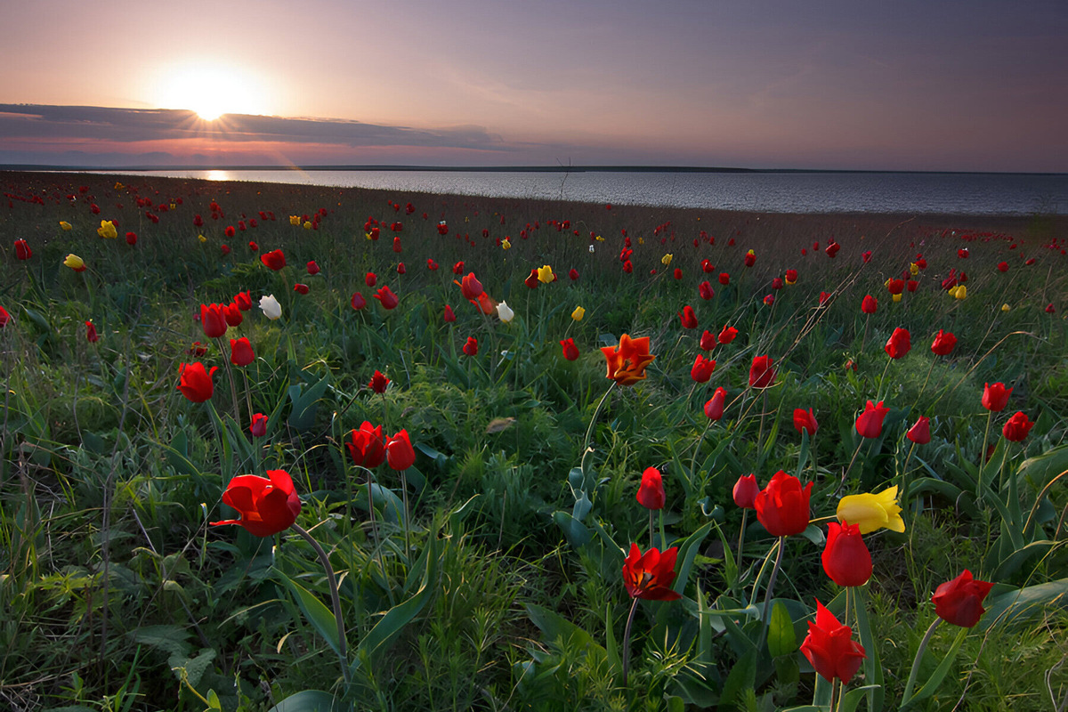 Весь апрель в Калмыкии идёт ежегодный Фестиваль тюльпанов. Фото: Deingel / Wikimedia