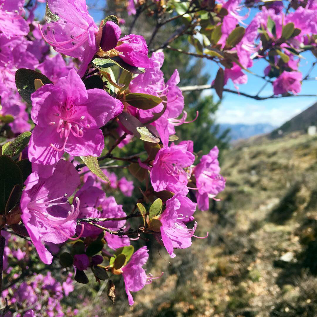 Научное название маральника — Рододендрон Ледебура, в честь немецкого ботаника, работавшего в России в XIX веке. Фото: Kosta1986 / Wikimedia