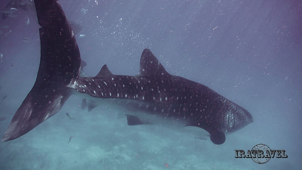 Китовая акула наше фото с Филиппин