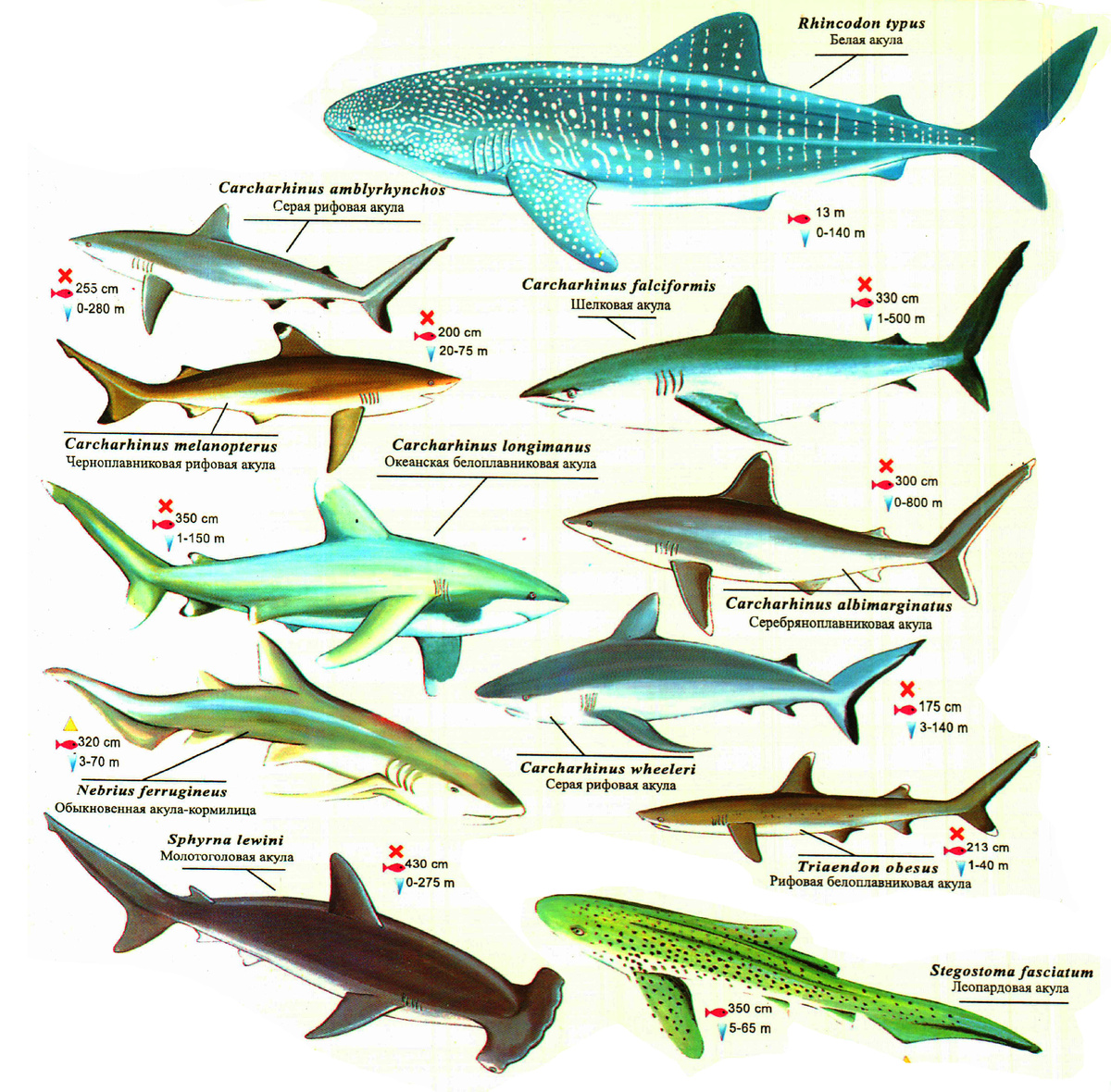   Виды акул, встречающихся в Красном море
