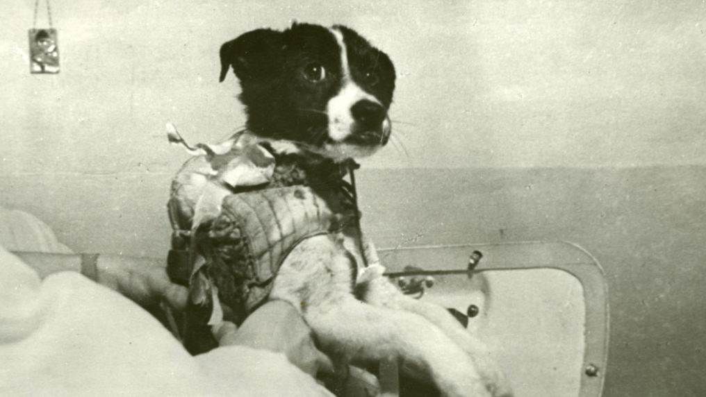 Ветерок после полета. Из архива ИМБП РАН