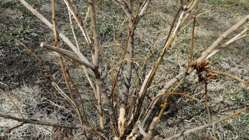     Мыши и большой снег - главные проблемы для садоводов. Анастасия Бичакова