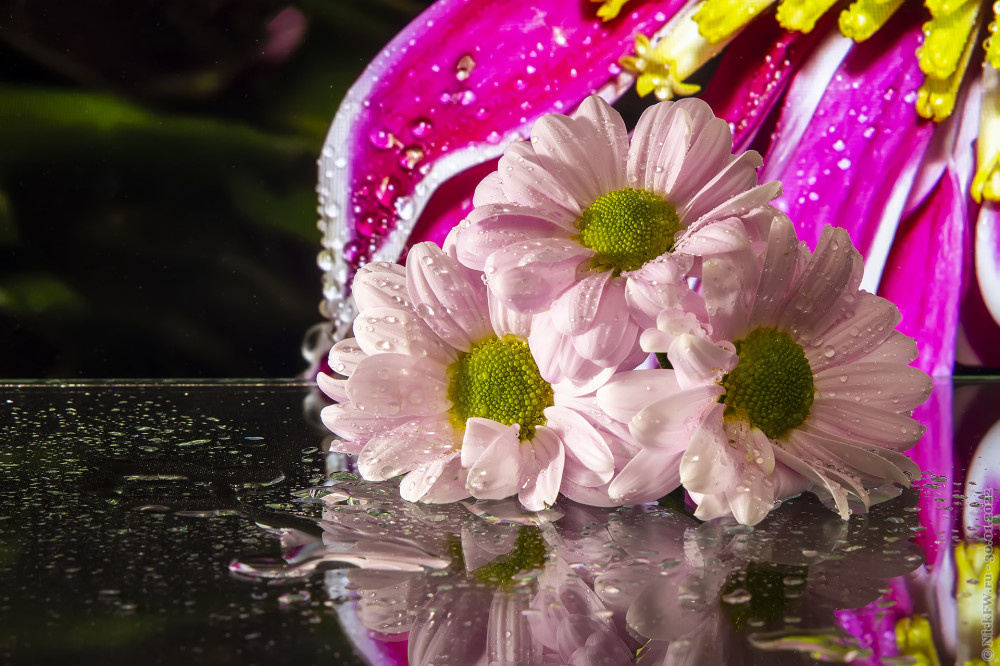 1. Хризантемы и капли... © NickFW.ru — 30.01.2022г.