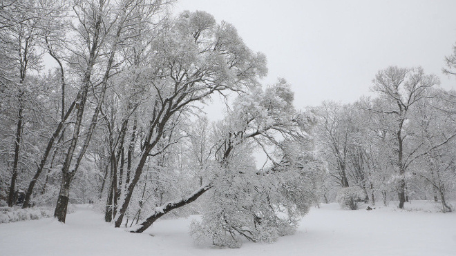 Фото: spbdnevnik.ru