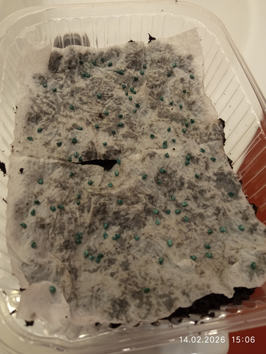 Семена на туалетной бумаге 