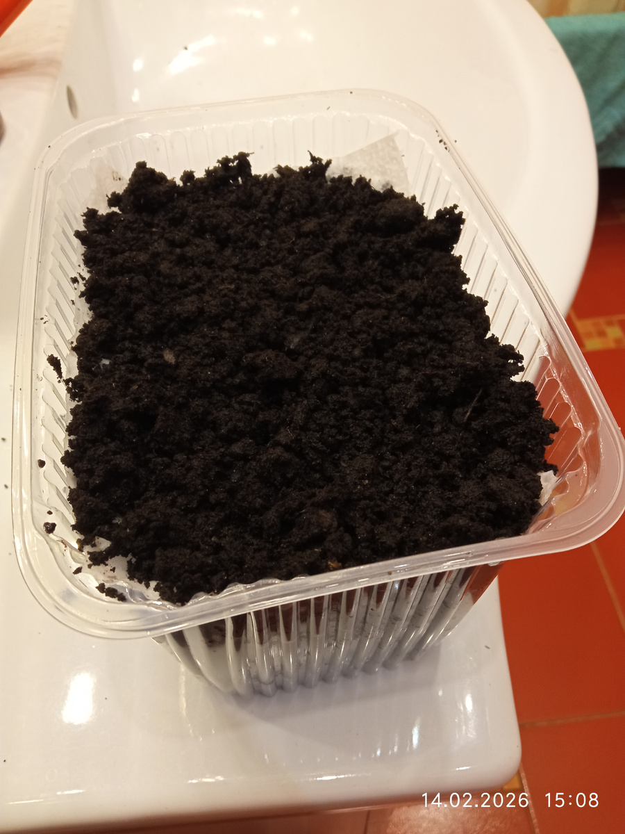 Присыпала грунтом не больше 1 см.