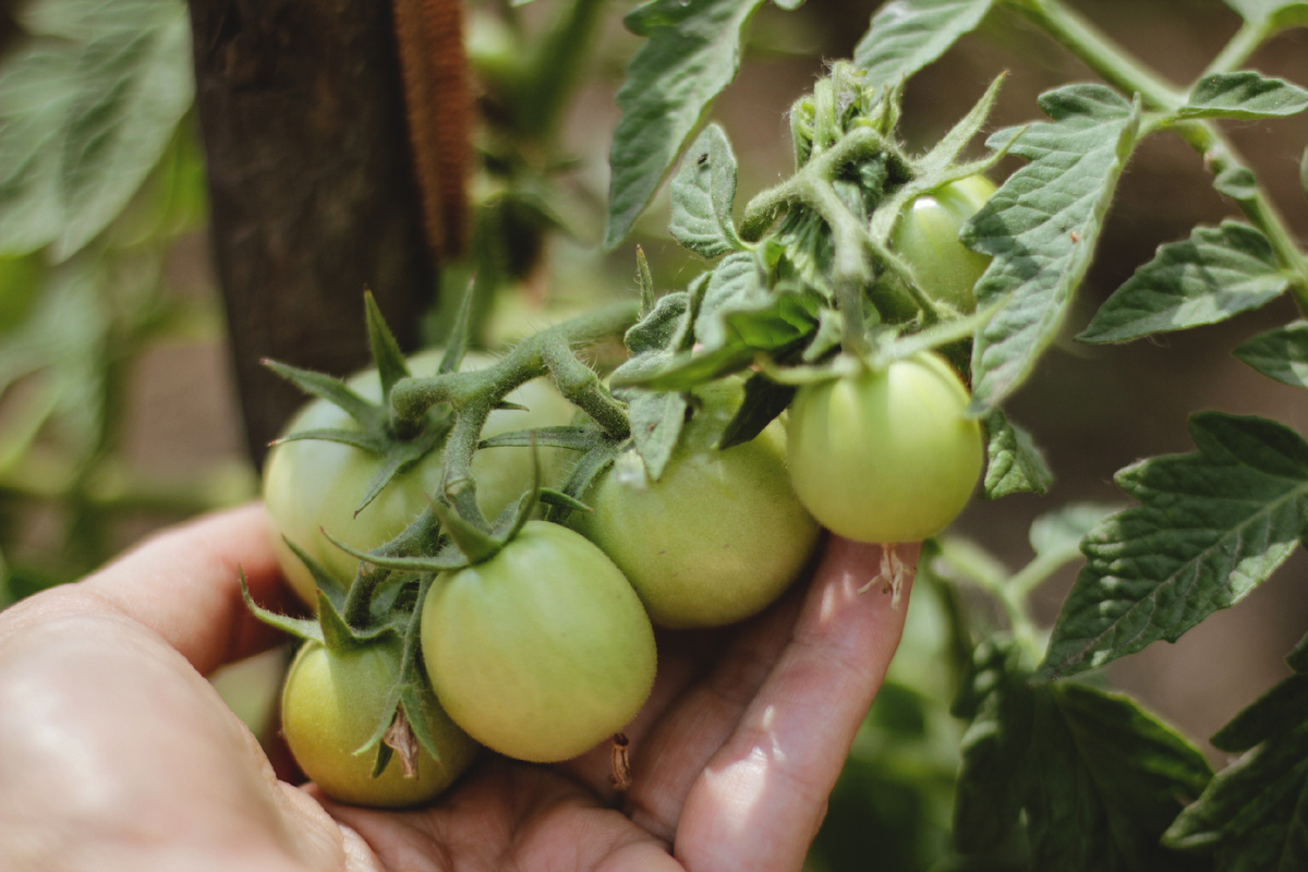 Помидоры со своего огорода зимой - это роскошь.