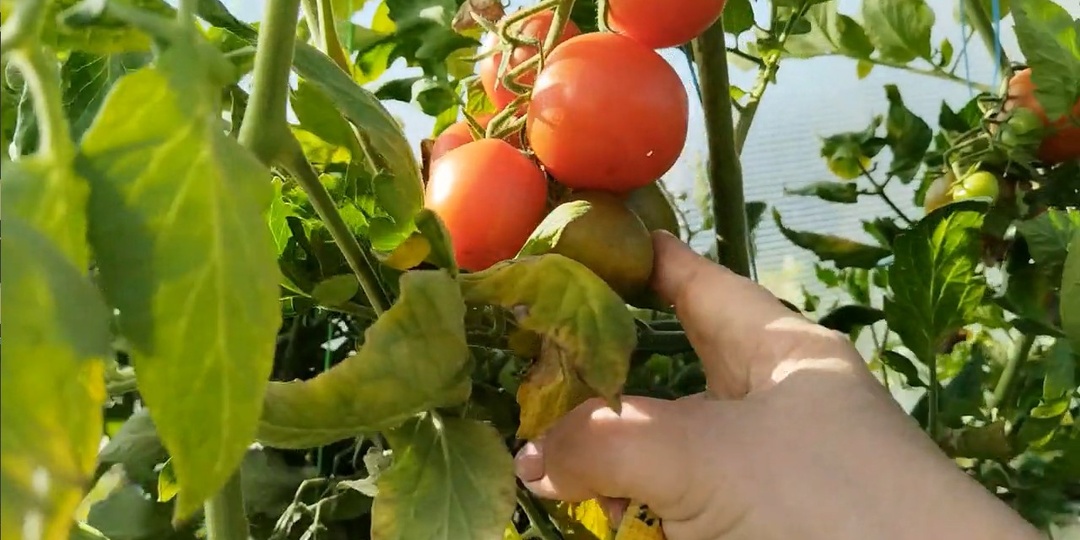 Подготовка и обработка почвы для посадки томатов важны для их здоровья и богатого урожая.