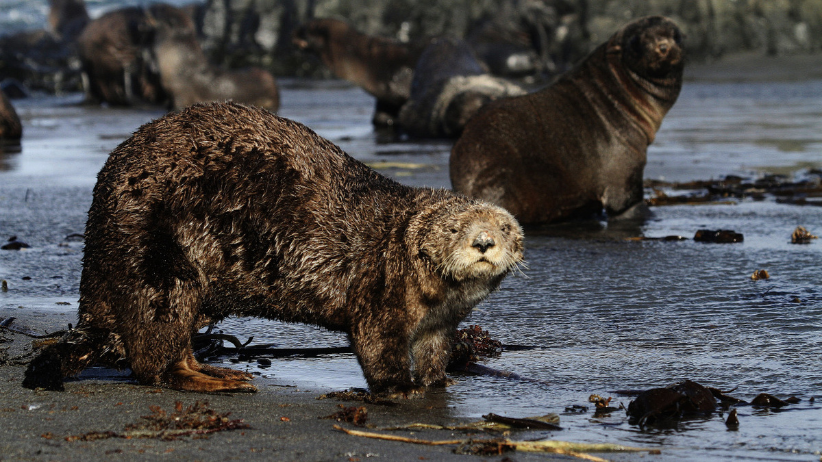 Не нервируйте морских выдр. Фото: Сергей Фомин, участник конкурса РГО «Самая красивая страна»