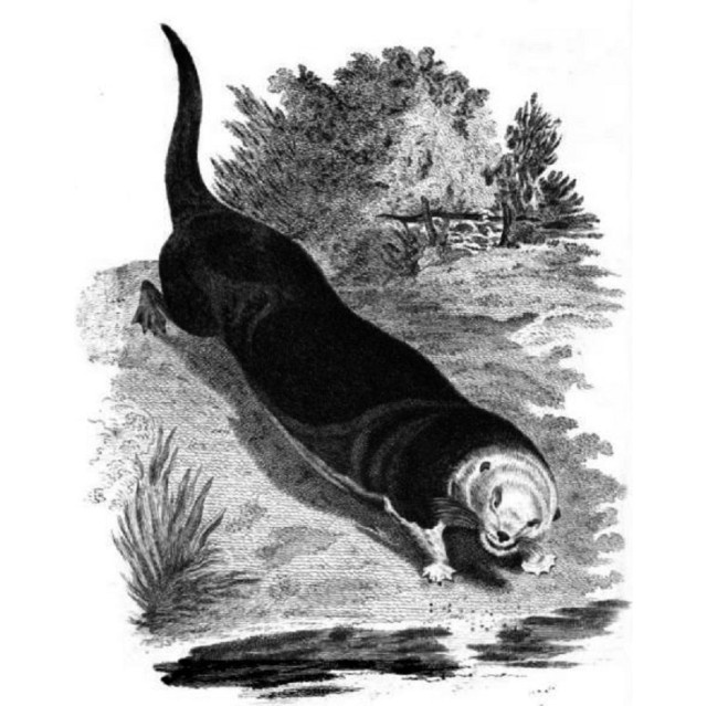Зарисовка калана по описанию Стеллера. Фото: wikipedia.org