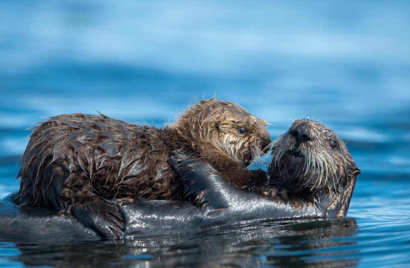 Почему нельзя нервировать морских выдр и как восстанавливают популяцию каланов?
