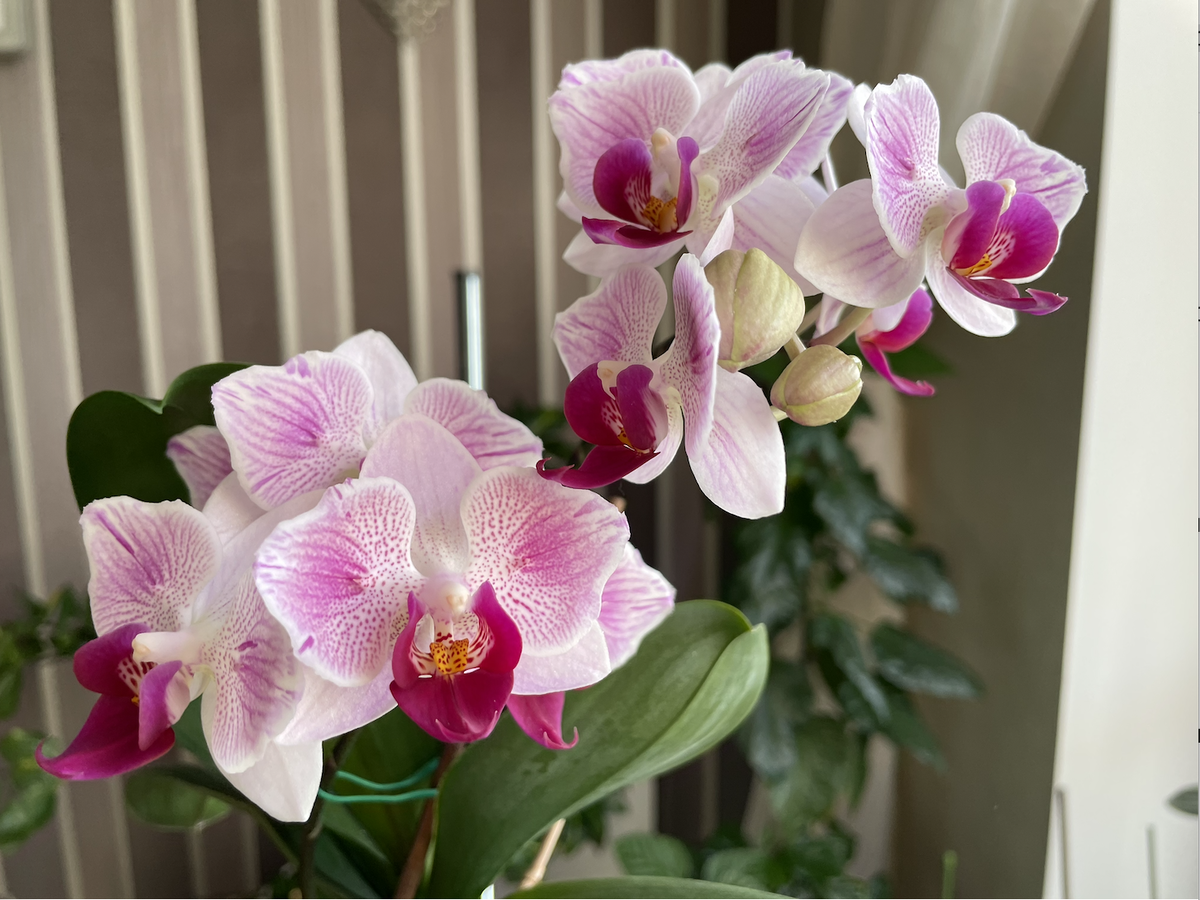 Orhid Phalaenopsis Pampered Sakura  PF-5030 / Орхидея Фаленопсис Изнеженная Сакура. Орхидеи С Еленой Кузнецовой