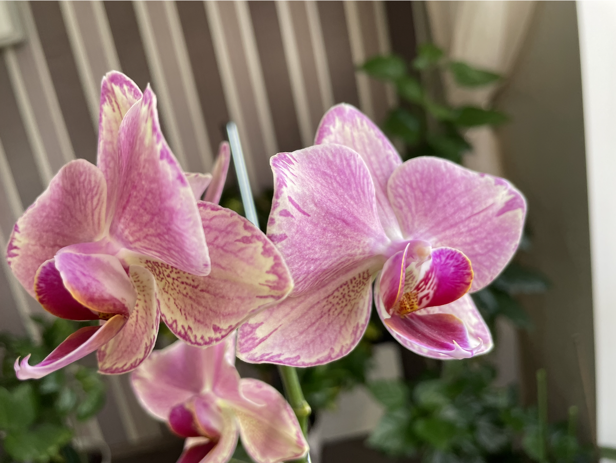 Орхидея фаленопсис Пират Пикоти / Phalaenopsis Pirate Picotee. Орхидеи С Еленой Кузнецовой