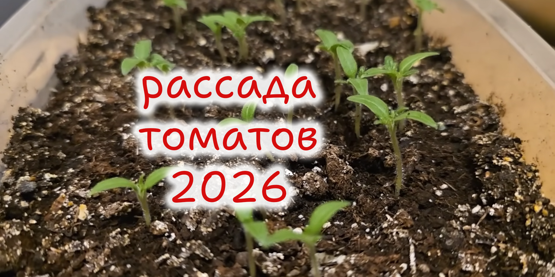 Когда сеять томаты на рассаду в 2026 году: точные благоприятные дни февраля, марта и апреля и простые способы повысить всхожесть 🌱