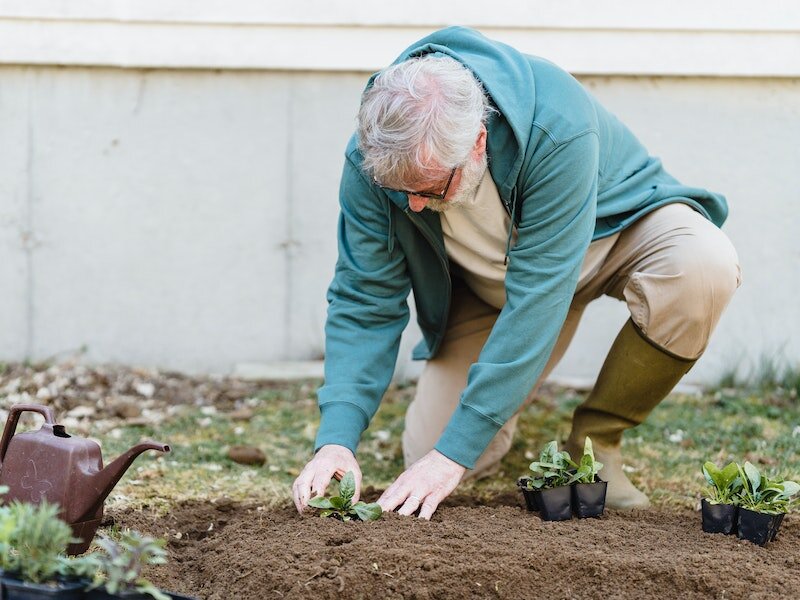    Сад Огород Растение Садовод