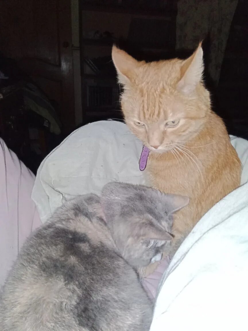 Кот и кошка, который прихнают ТОЛЬКО сухой корм