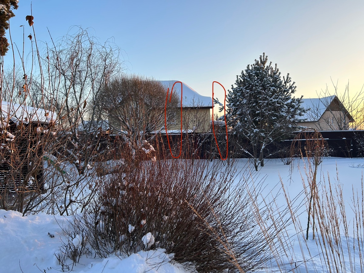 Выделено цветом: слева здесь еще росла одна ива, справа - дуб