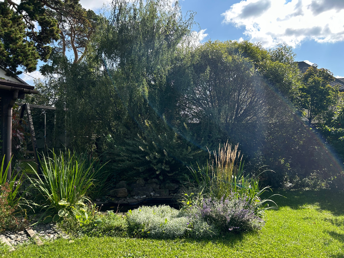 Пышные заросли, как я хотела