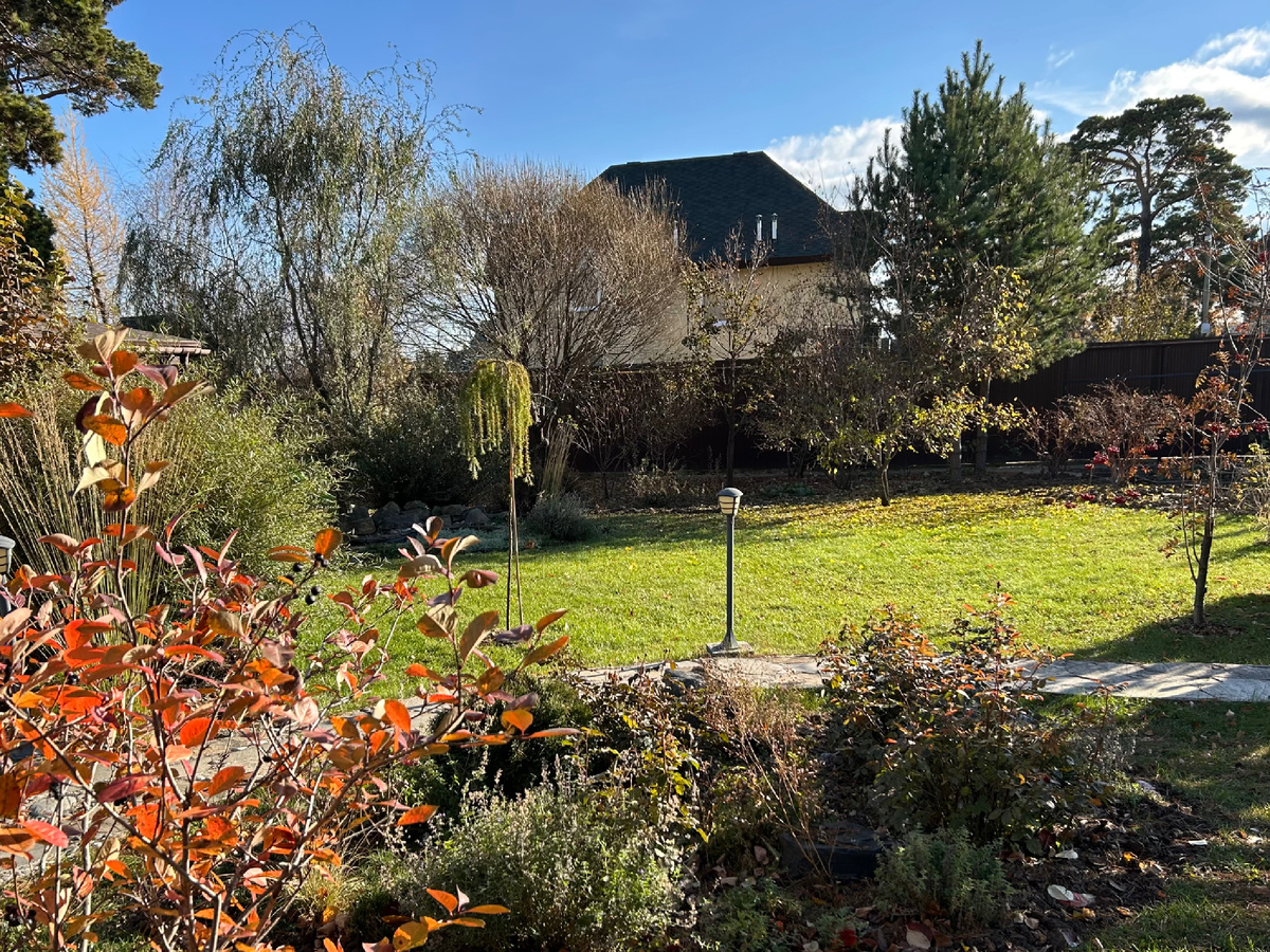 На заднем плане вдоль забора - лиственница, соседская береза,  ива Свердловская извилистая,  ива ломкая, клен остролистный, чуть впереди клен гиннала, две сосны (выросли сами, убирать жалко)