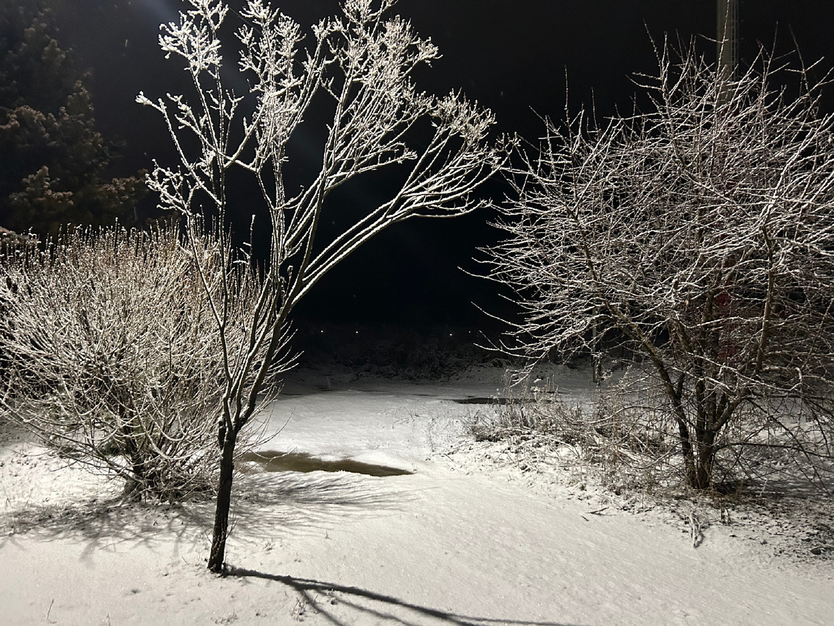 Ива непределенного вида и сорта, пересаженная за забор