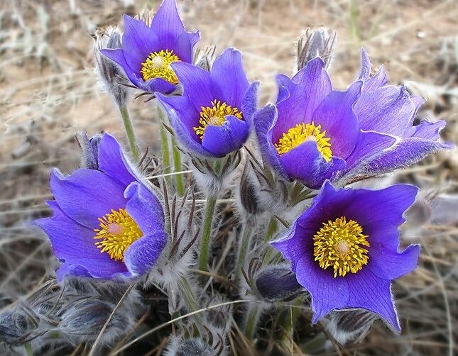 Сон - трава. Собственное фото из нашего питомника. 