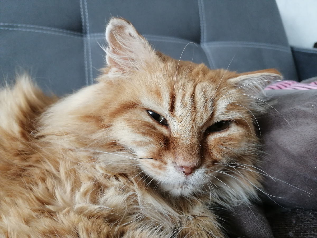 Апельсин. Фото автора.