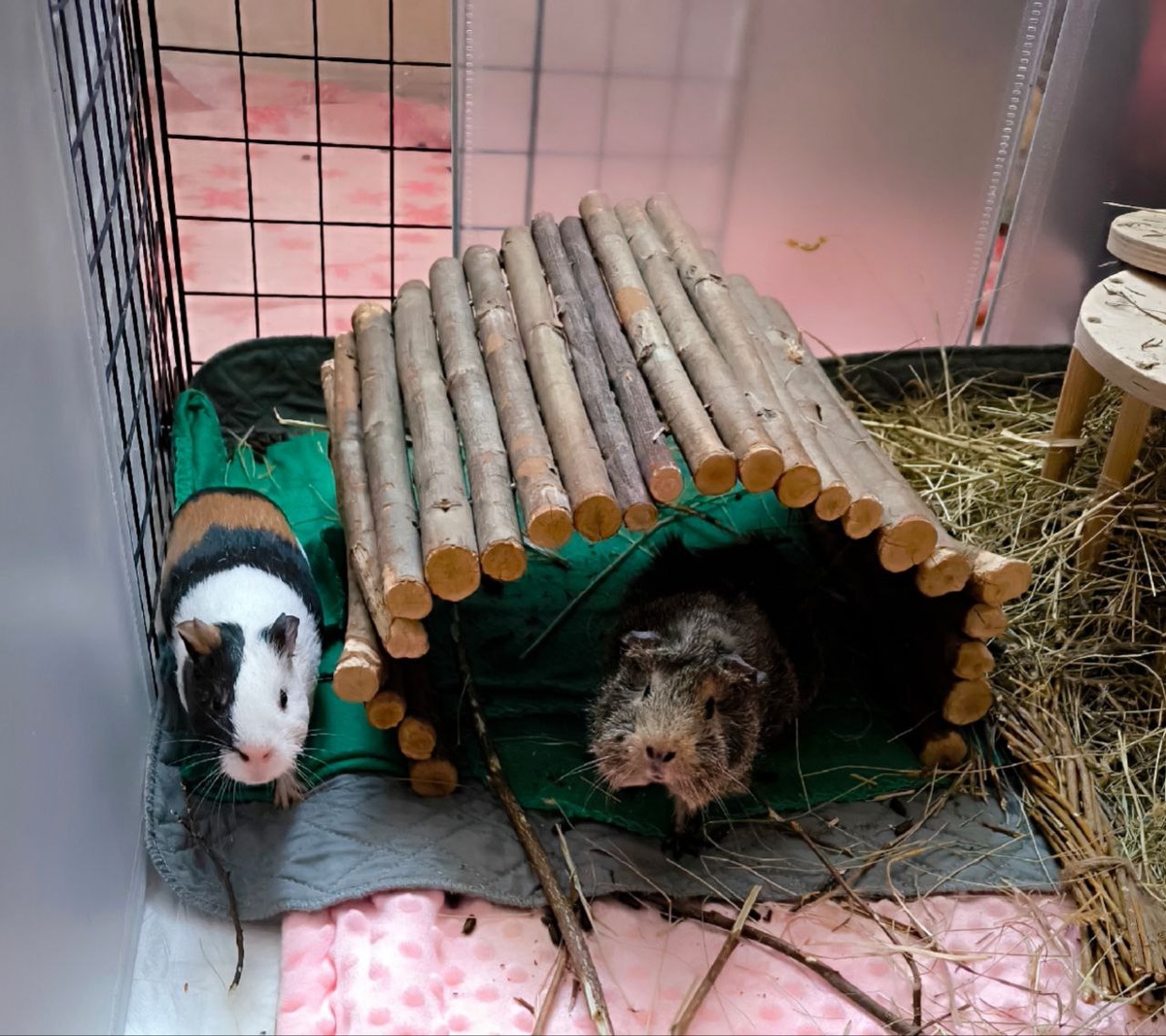 Мои свинки - Пеппа и Фаня