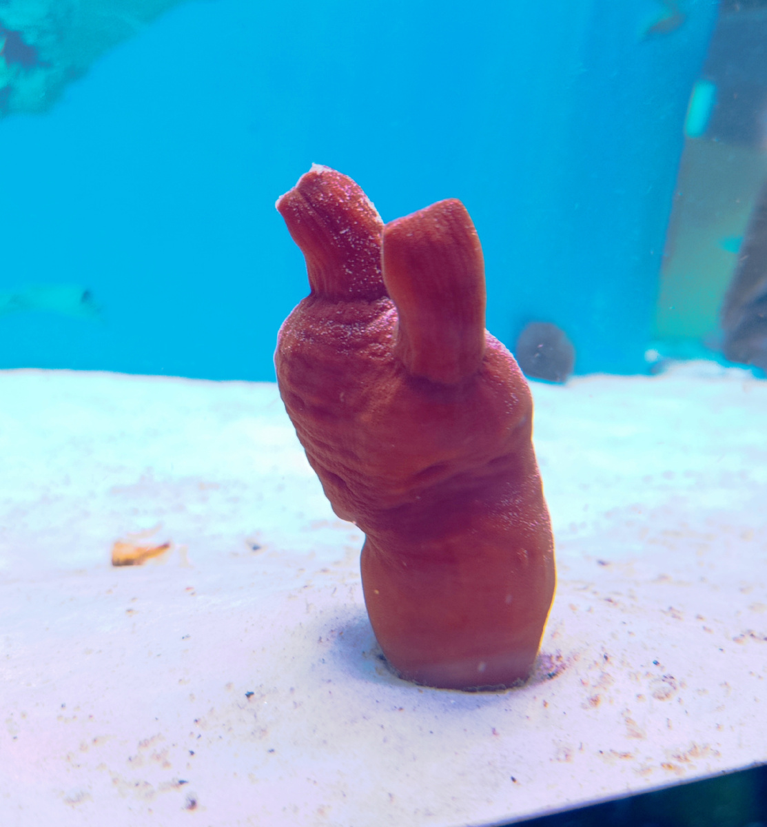 А может это сердце океана? 🤔