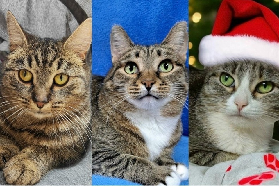    Ищем добрые руки кошечкам из приюта. Фото: котофонд «Спасем вместе»