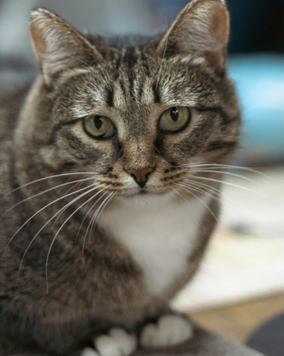    Фото: котокафе «Котофейня».