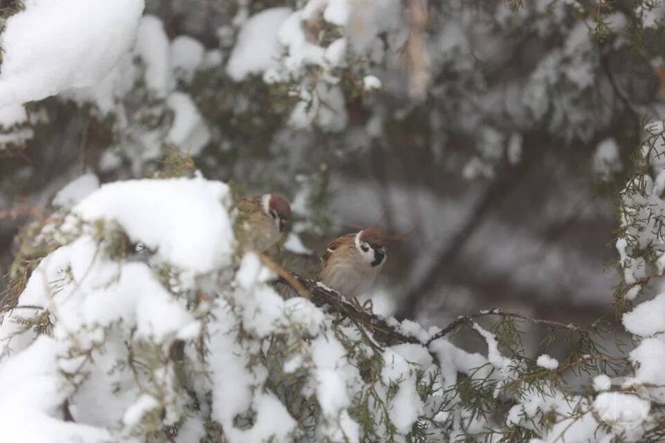    фото: Данил Савченко / "Городские вести"
