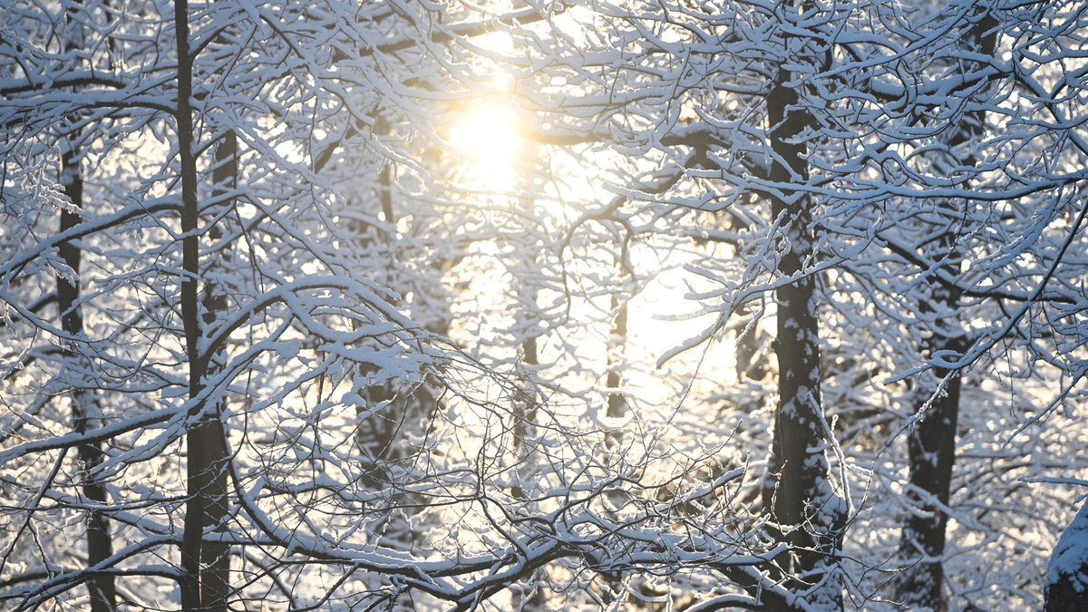    Зима. Лес. РИА