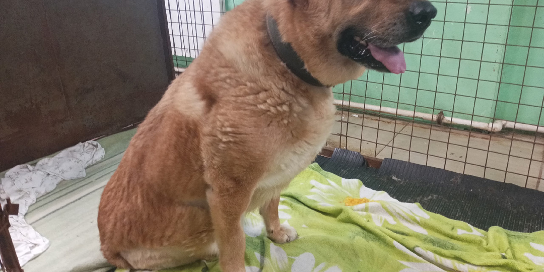 Новости об особенных наших девочек Мухи и Маши